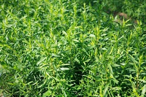 عرضه ویژه سبزی ترخون خشک + قیمت نهایی